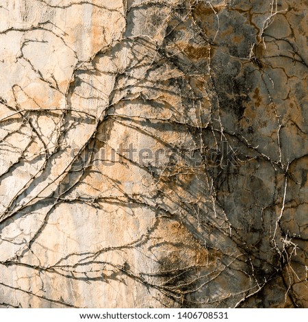 Old textured cement wall with dry branches on it. Abstract stone texture background.