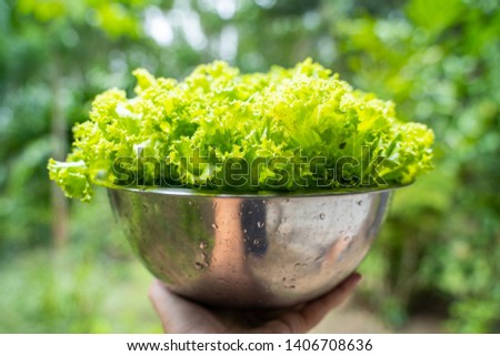 fresh green oak lettuce from farm,vegetable