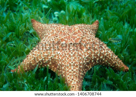 picture of a starfish in the carribean