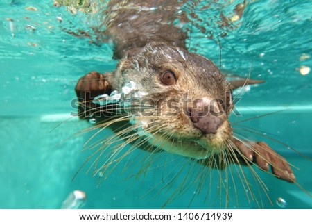 cute otter in the water swimming