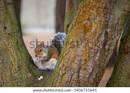 Beautiful Grey Squirrel in Bournemouth Central Gardens Park. Dorset Wildlife. Adorable, fun and cute animal sitting on the tree eating peanuts. Famous tourist attraction especially for children. 