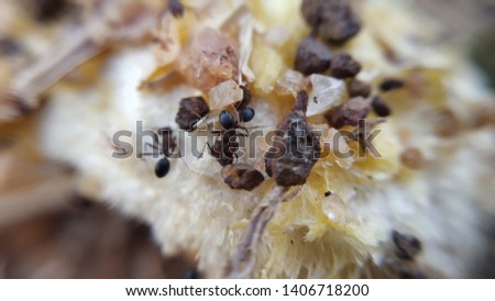 Small Ants sucking mango juice from Mango Seed - Closeup Shot with 