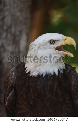The American Bald Eagle image