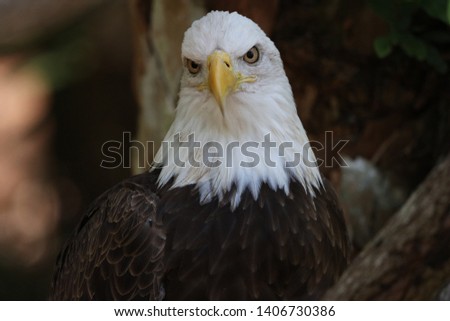 The American Bald Eagle image