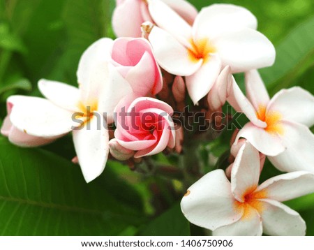 plumeria flowers and leaf blooming on green park and nature