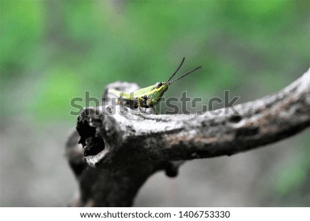 tropical tiny green grasshopper on grey dry branch
