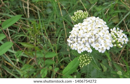 A beautiful White Yarrow wildflower growing wild in a meadow on a summer day.                          