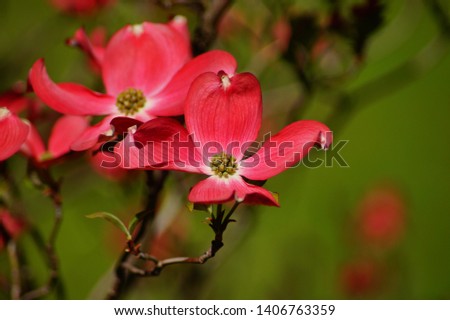 (Cornus florida) dogwood blooming in the shade of pink. Selective focus Royalty-Free Stock Photo #1406763359