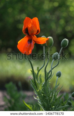 Poppy Idyll.In the garden blossom poppies.Creating a mood.A living embodiment of the fantasy of nature.Poppy, another bud on the way. Decorative poppy on their summer cottage.A delicate flower.