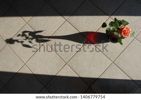 Red roses with black shadow