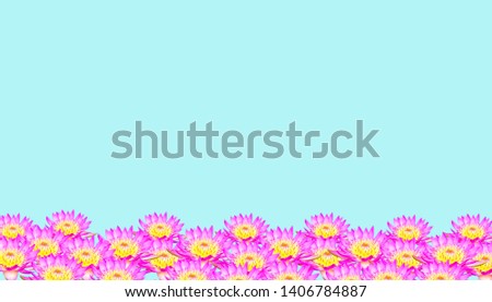 Pink lotus flowers on blue background. Lotus flower texture.