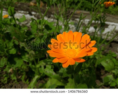 Pot marigold is a very beautiful flower.