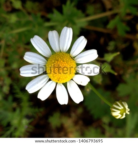 Macro photo of nature white daisy oxeye flower. Background of blooming daisy flowers with open buds on the field. Wild Chamomile grows in the ground.