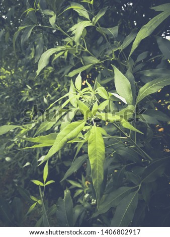 Chinese chas tree leaves image