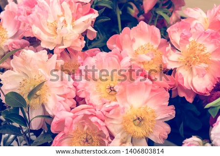 background of blossom pastel pink flowers with yellow staments