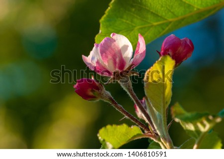isolated pink apple tree bud in a fruit garden covered with sun. close up photo. blurred green background and big leaves. vivid clors.