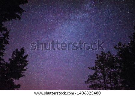 Starry sky and tree silhoettes in a summer night