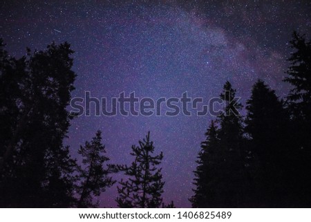 Starry sky and tree silhoettes in a summer night