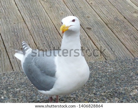 a friendly seagull smirk on sight