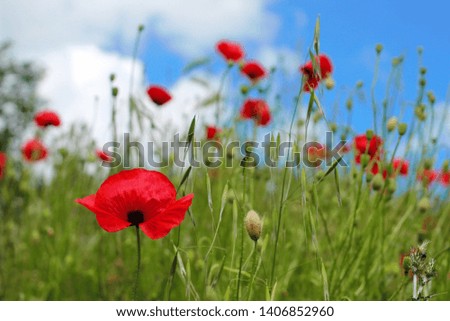 Red poppies in green grass