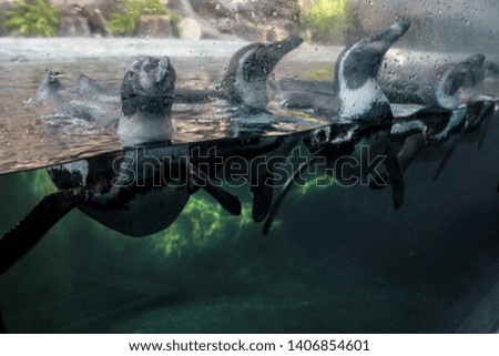 humboldt penguins swim in water at zoos