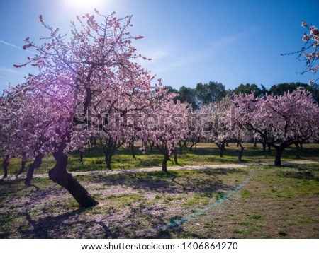 Almond trees blooming in the Quinta De Los Molinos park in spring in Madrid, Spain, Europe.