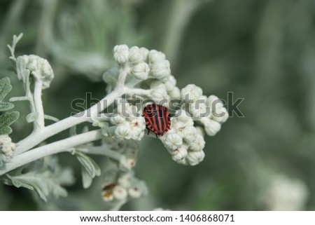 Italian Striped Shield Bug on Silver Ragwort Flower Buds in Springtime