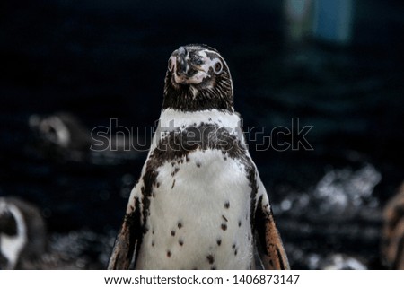 humboldt penguins are at the edge of the pool of a zoo