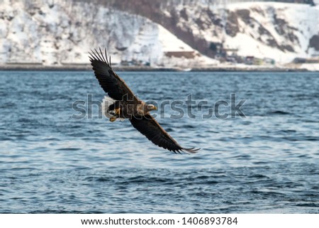 White-tailed eagle in flight, eagle with a fish which has been just plucked from the water in Hokkaido, Japan, eagle with a fish flies over a sea, majestic sea eagle, exotic birding in Asia,wallpaper