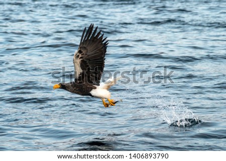 Steller's sea eagle in flight, eagle with a fish which has been just plucked from the water in Hokkaido, Japan, eagle with a fish flies over a sea, majestic sea eagle, exotic birding in Asia,wallpaper