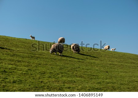 Sheep in Westerhever in Germany