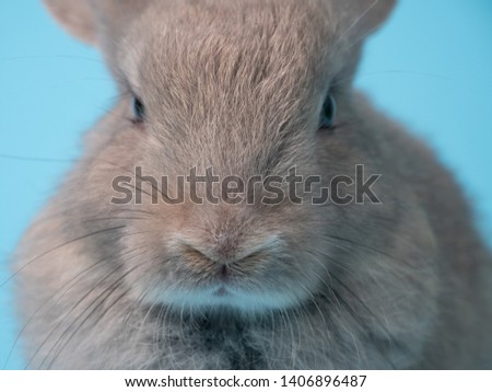 Grey adorable baby rabbit on blue background. Lovely young rabbit. Happy easter fancy rabbit