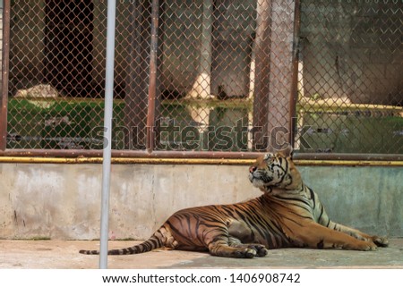 The great male tiger that does not live naturally,lying on the cement floor,Showing various gestures.