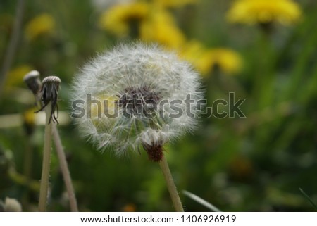 Spring, bright flowering yellow wild flowers dandelions. The faded flower was covered with white fluff.