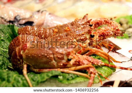 Lobster on the counter of the fish market. It is a marine crustacean, lives on rocky continental shelves in cold and warm ocean waters all over the planet.