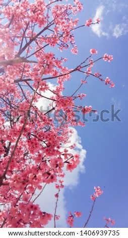 Soft focus, beautiful Sakura blossom, Prunus cerasoides in Thailand, bright pink flowers of Sakura on the high mountains of Chiang Mai. 
Bright scenery of Sakura bloom during the flower festival.