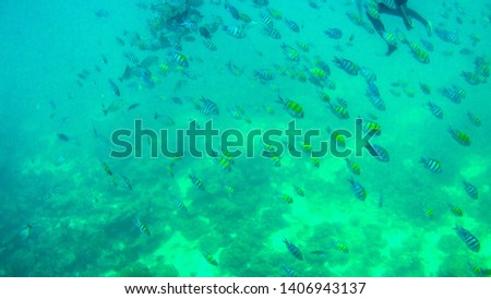 Underwater landscape in the deep ocean sea, seafish swimming in the deep water sea, beautiful sea life picture. Andaman Sea, Krabi, Thailand.