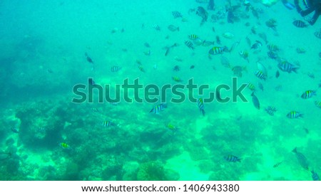 Underwater landscape in the deep blue ocean sea, seafish swimming in the deep water sea, beautiful sea life picture. Andaman Sea, Krabi, Thailand.