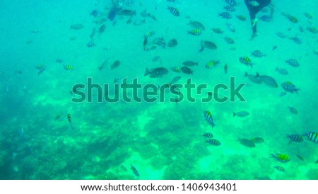 Underwater landscape in the deep blue ocean sea, seafish swimming in the deep water sea, beautiful sea life picture. Andaman Sea, Krabi, Thailand.