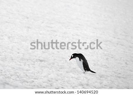 Penguin on snow covered landscape