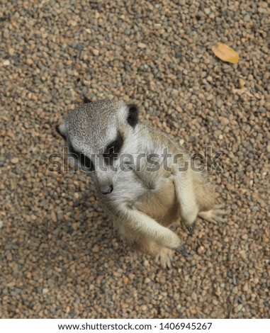 A close-up photograph of a meerkat (Suricata suricatta) taken at the Sunshine Coast in Queensland, Australia. 