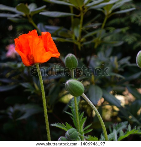 Red poppy, scientific name Papaver rhoeas in full bloom with green large bud capsules and a deliberately blurred background in a green garden
