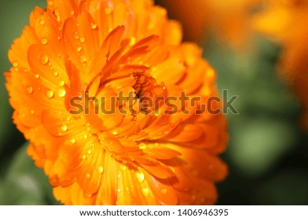 Closeup of nature medicinal plant marigold after the rain