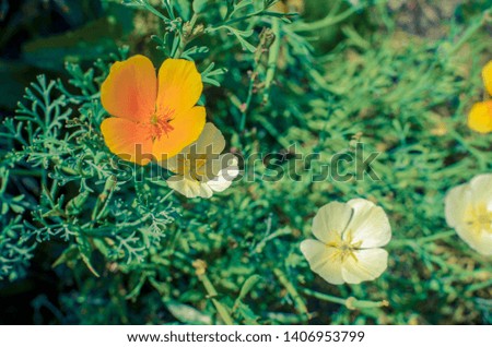 White and orange eschscholzia on the meadow closeup with blured background