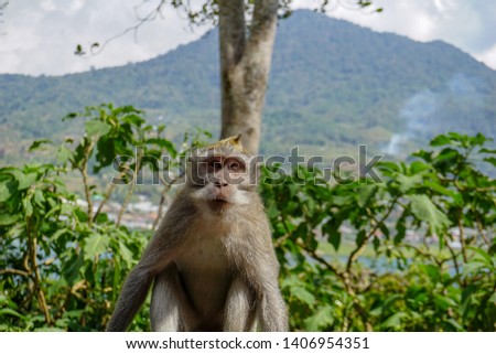Adult female macaque monkey sitting by the road, Bali, Indonesia