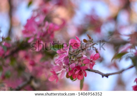 Almond bloom in wind, deciduous tree from Southern Europe and Western Asia which is noted for its prolific display of deep pink flowers blossom in spring, Serbia, Croatia, France