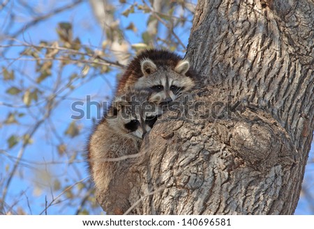 Raccoons in Tree in New York, USA