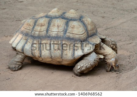 African species of turtle that eats soil