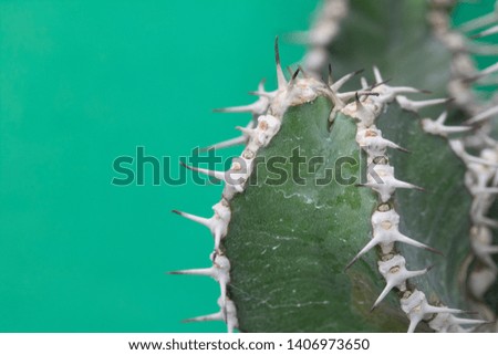 Abstract Cactus Cacti Close Up Thorn Spikes on Blue Green Background