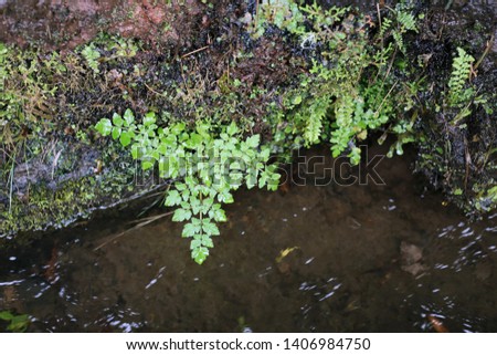 Beautiful green leafy plants photographed above a levada water in calheido verde levada, Madeira, Portugal. In this photo you can see some colorful rock, the plants and water that appears dark brown.